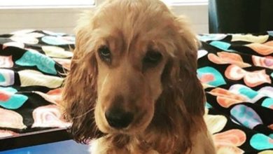 14 Hilarious Pictures of Cocker Spaniels Who Are Confused About The Quarantine