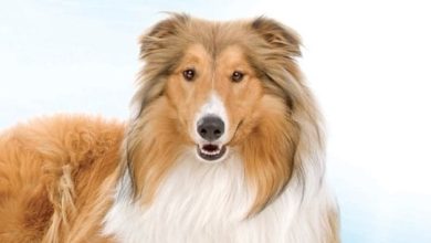 15 Books About Collies (Part 1)