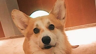 15 Corgis Who Are Happy That the Weekend Finally Started