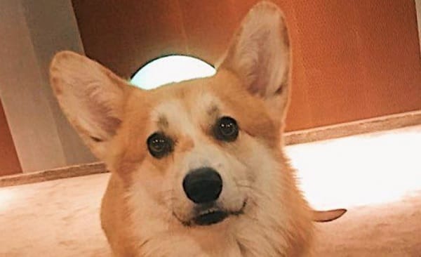 15 Corgis Who Are Happy That the Weekend Finally Started