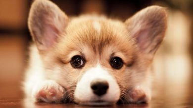 14 Super Cute Corgi Pictures To Make Your Day