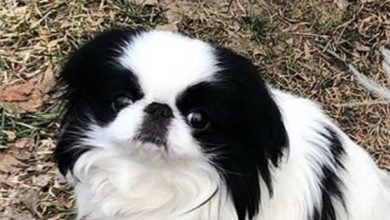 Top 150 Best Japanese Chin Dog Names