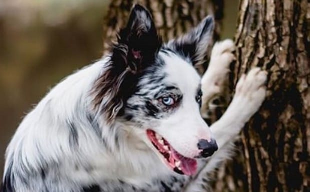 101 Special Dog Names for Blue and Merle Puppies