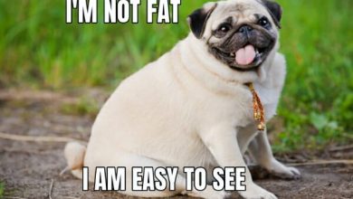 10+ Funny fat dog memes