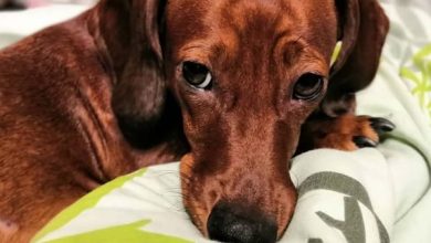 14 Dog Facts That Dachshund Lovers Know By Heart