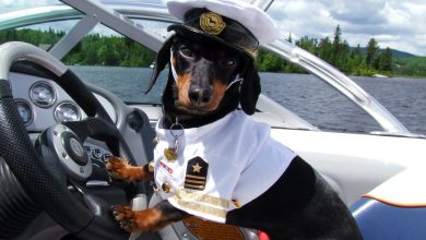 20+ Coolest Dogs You Have Ever Seen