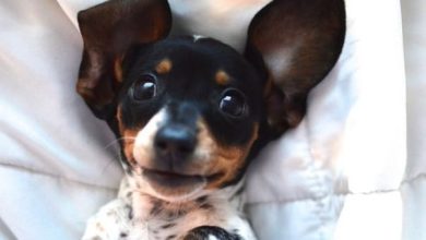 15 Photos Proving That Dachshund Puppies Are The Cutest