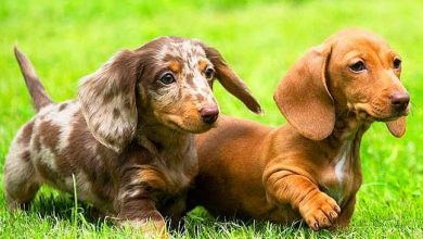 14 Facts You Should Know About Dachshunds