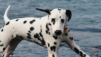 Top 140 Best Dalmatian Dog Names