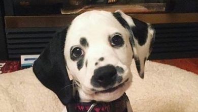 15 Reasons Why You Should Never Own Dalmatians