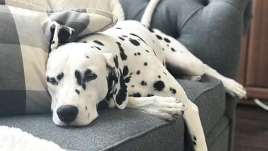 14 Cute Pictures Of Dalmatians While They Sleep