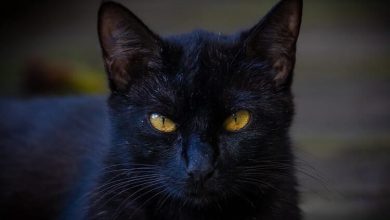 Top 80 Demon Cat Names – Evil Spiritual Names For Cats