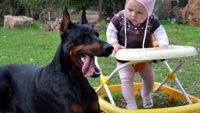 14 Funny Pictures Showing How Much Dobermans Love Children