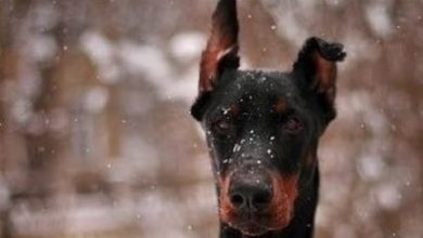 The 14 Funniest Memes That You Must Show to Your Friends Who Own Dobermans!