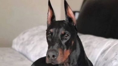 14 Reasons Why You Should Never Own Dobermans
