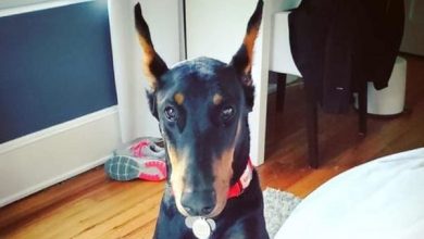 15 Things Only Doberman Owners Will Understand