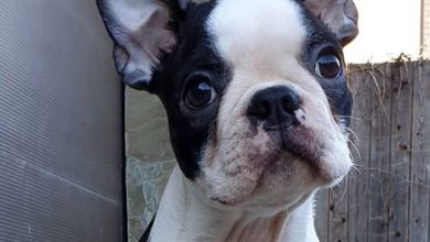 75 Great Male Dog Names For Boston Terriers