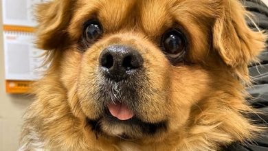Top 120 Best Tibetan Spaniel Dog Names