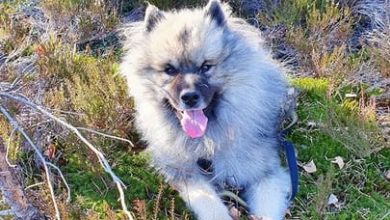 Top 120 Best Keeshond Dog Names
