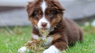 Top 200 Best Miniature American Shepherd Dog Names