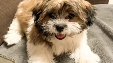 Top 130 Best Shih Tzu Dog Names For Your Cute Puppy