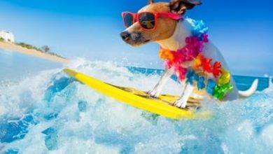 69 Exotic Hawaiian Dog Names with Meanings