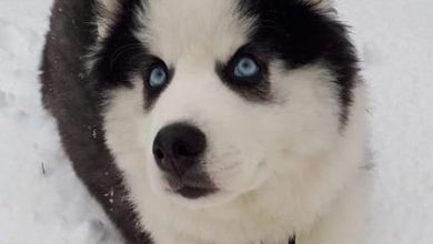 101 Popular Dog Names for Siberian Huskies