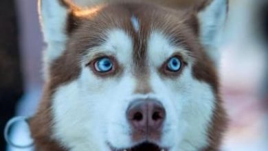 Top 100 Blue Eyed Dog Names for Male and Female Dogs