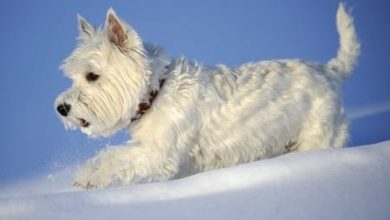 30 Trendy Female Dog Names for White Dogs 2020