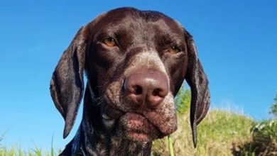 15 Reasons Why You Should Never Own German Shorthaired Pointers