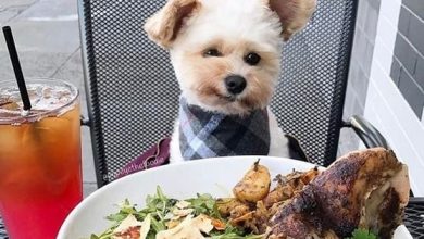 Top 155 Best Food Dog Names for Your Adorable Puppy
