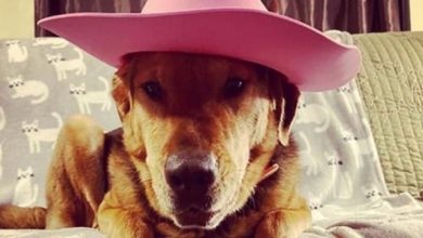 40 Western Dog Names Inspired by Famous Cowgirls