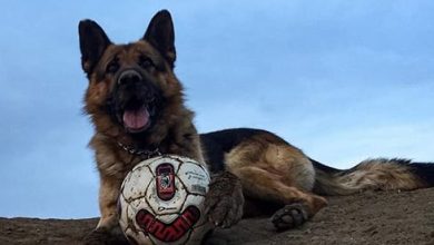 55 Sporty Dog Names Inspired by Football