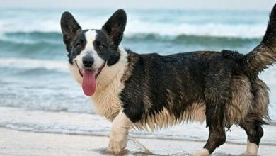 Top 200 Spanish Dog Names for Boy and Girl Dogs