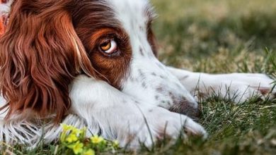 Top 125 Best Irish Red and White Setter Dog Names