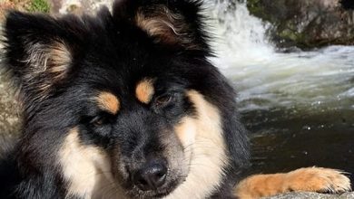 Top 134 Best Finnish Lapphund Dog Names