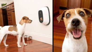 15+ Best Dog Cameras To Keep Your Dog Safe