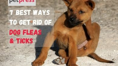 7 Best Ways To Naturally Get Rid Of Dog Fleas & Ticks