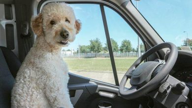 Mistakes Dog Owners Make When Transporting an Injured Pet to the Hospital