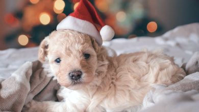 15+ Dog Christmas Hats To Make Your Dog Cute