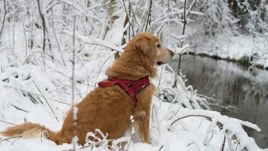 Walking your dog in the snow: Here are six important safety tips