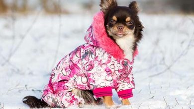 20+ Best Winter Outfits For Your Dog