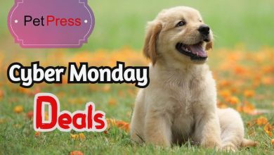 Best 10 Items You Can Get For Your Dog On Cyber Monday