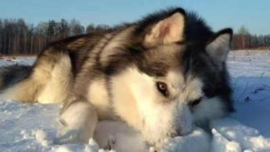145 Perfect Dog Names That Will Fit Your New Alaskan Puppy