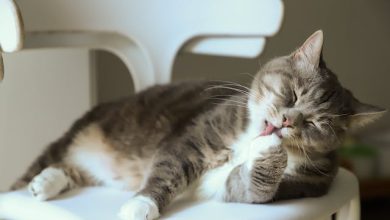 Dominant Cat Behavior: Unraveling the Feline Hierarchy