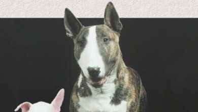 15 Books About English Bull Terriers