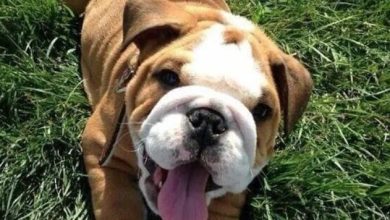 Top 5 Most Expensive Dog Breeds In The World