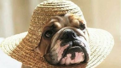 15 English Bulldogs Wearing Hats For Anyone Who’s Having A Ruff Day