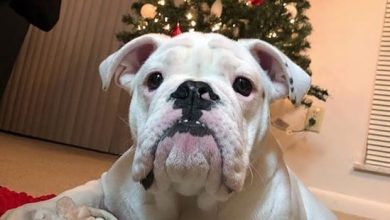 14 Funny Pictures Explaining Why English Bulldogs Adore Christmas Tree