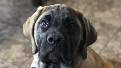 14 Unusual Facts About The English Mastiff